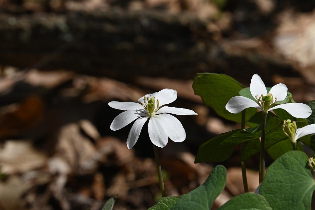 2025-04246541 Acton Arboretum, MA.JPG - Twinleaf. Acton Arboretum, MA, 4-24-2025